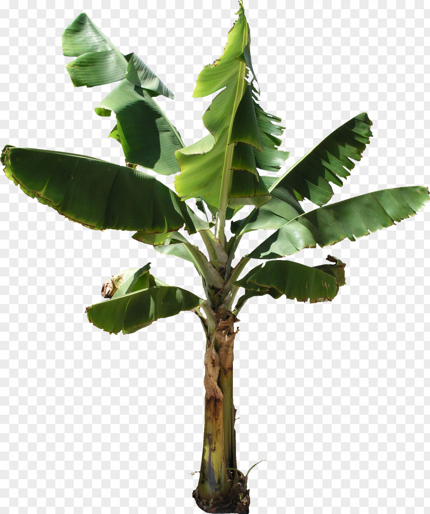 Patio Banana Bread Musa Acuminata Cake Tree PNG