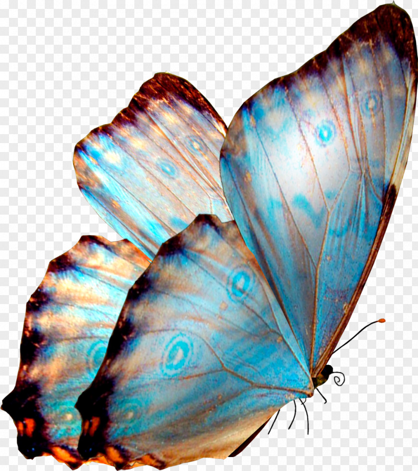 Mycoplasma Butterfly Transparency And Translucency Desktop Wallpaper Clip Art PNG