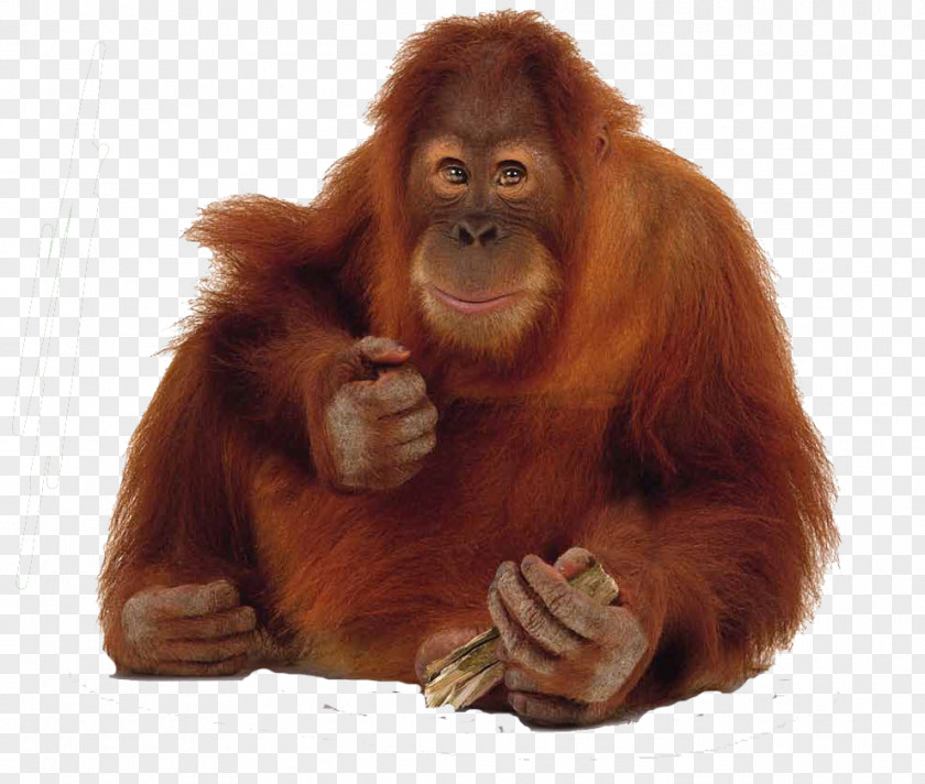 Orangutan Gunung Leuser National Park Bornean Sumatran Primate Gorilla PNG