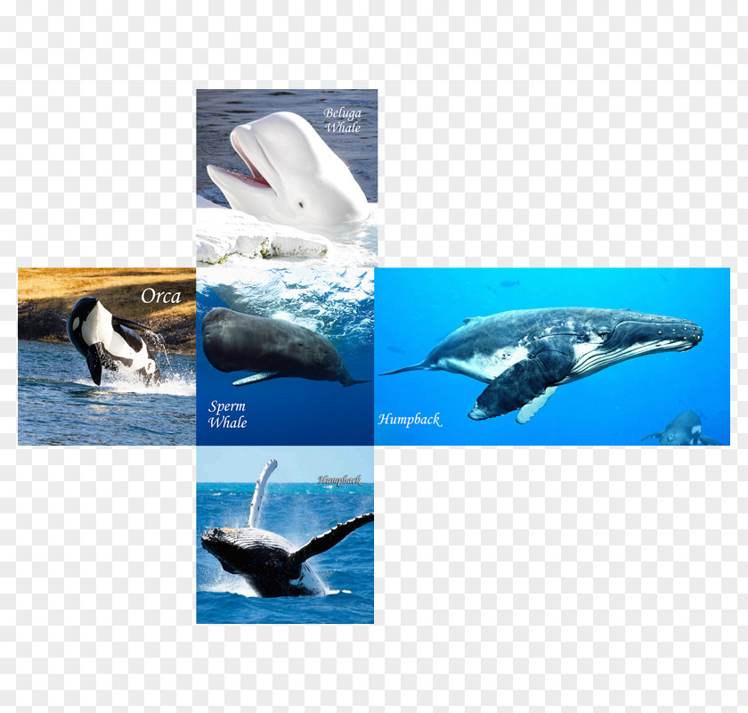Whale Watercolor Wholphin Whales And Dolphins Of Aotearoa New Zealand Cetacea IPhone 6 Marine Biology PNG