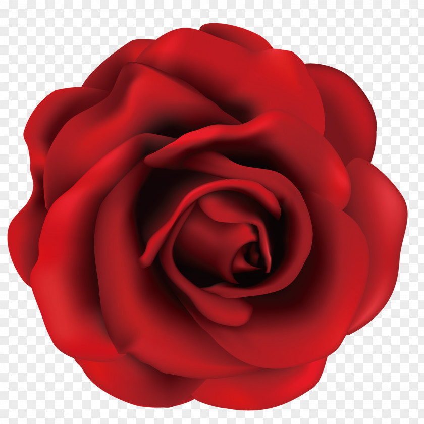 Fine Red Rose Garden Roses Centifolia Beach Rosa Gallica PNG