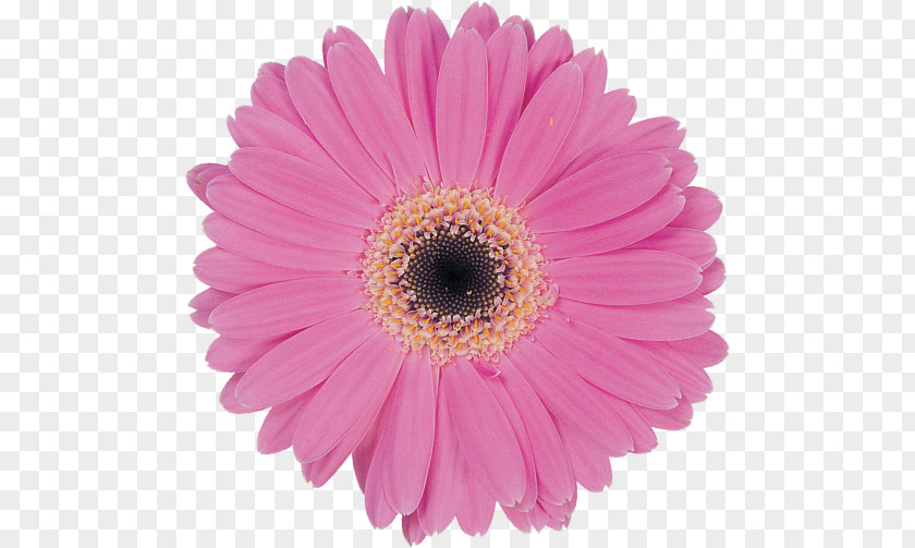 Flower Transvaal Daisy Marguerite Pastel Family Common PNG