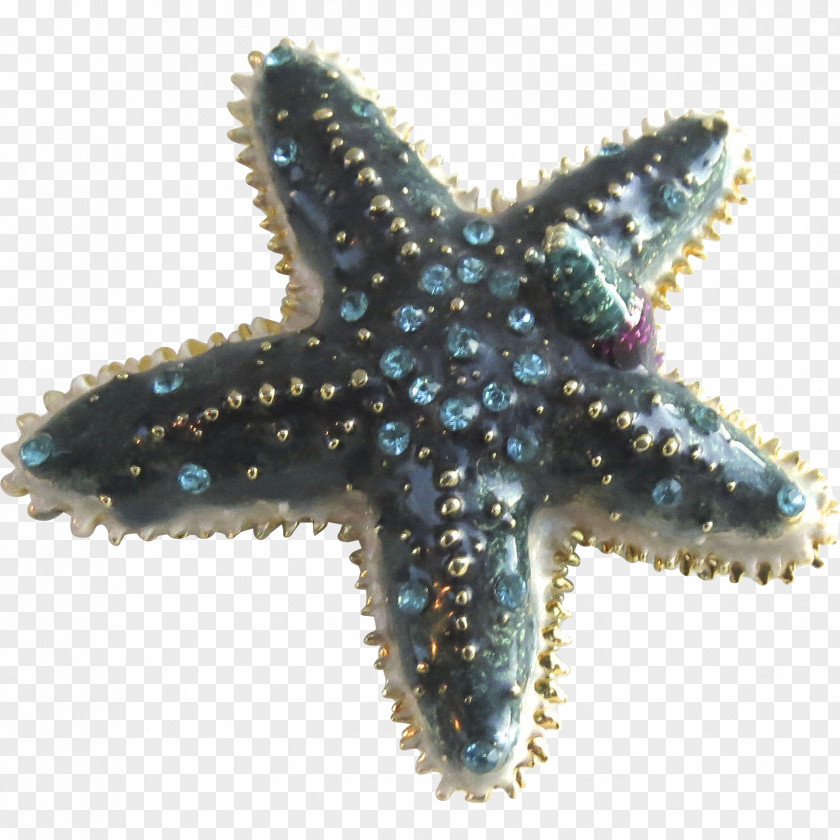 Starfish Marine Invertebrates Echinoderm Coral PNG