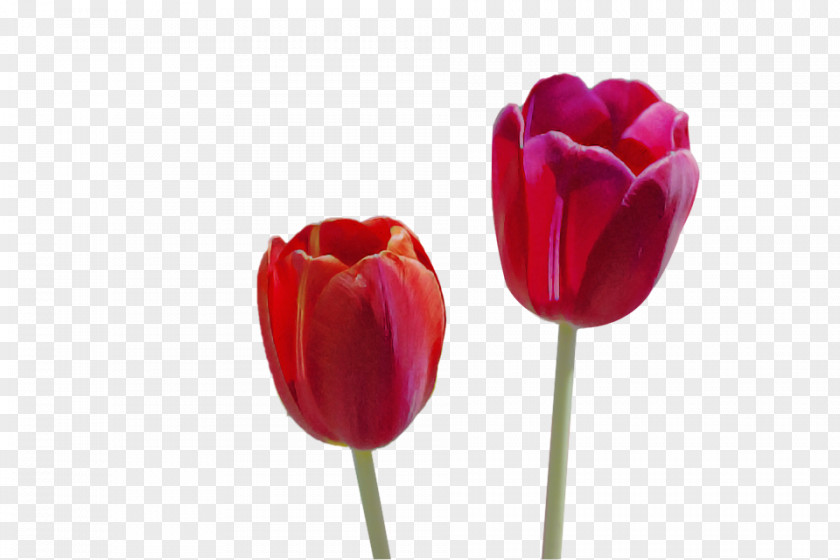 Tulip Flower Petal Red Pink PNG
