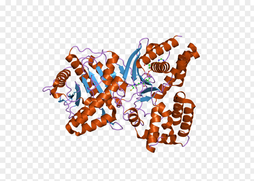 Choline Acetyltransferase Acetylcholine PNG