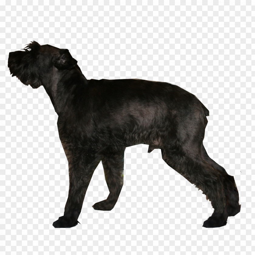 Giant Schnauzer Miniature Standard Dog Breed Pinscher PNG