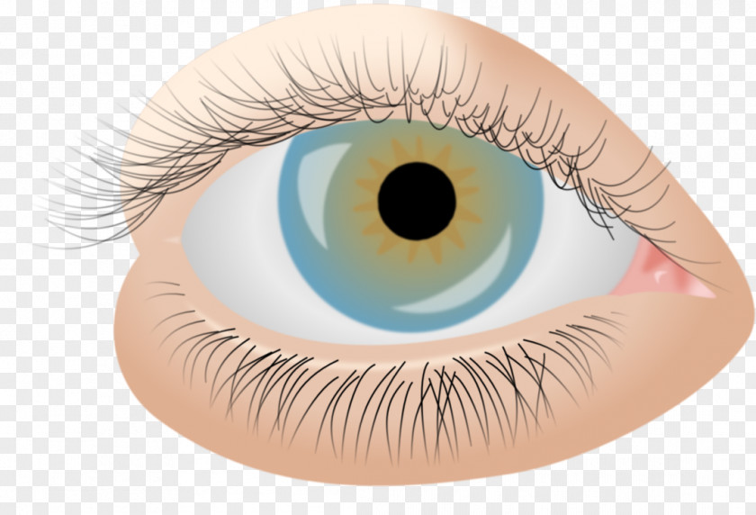 Photorealistic Eyelash Extensions Eyebrow Ophthalmology PNG