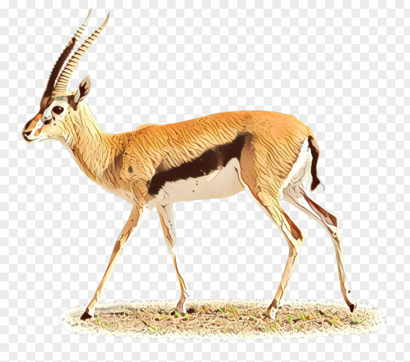 Springbok Impala Moschus Gazelle Deer PNG