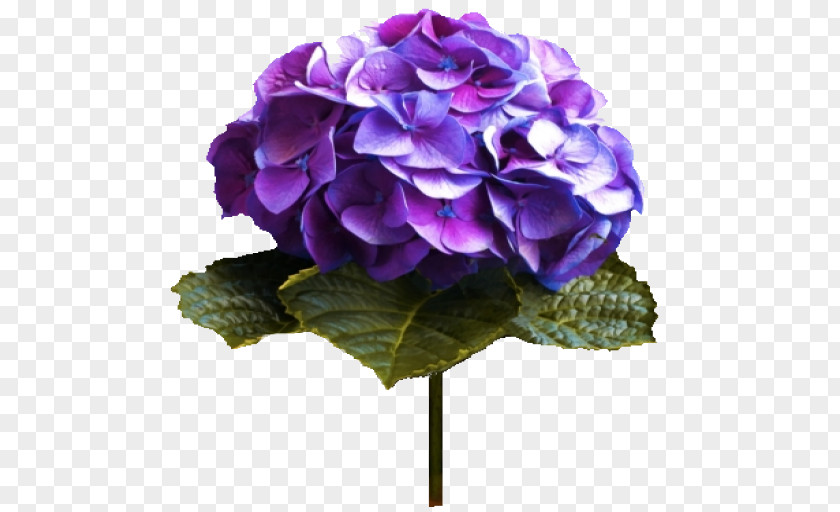 Flower Color Lilac Violet Hydrangea PNG