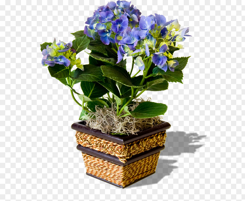 Flower Flowerpot Pansy Clip Art PNG