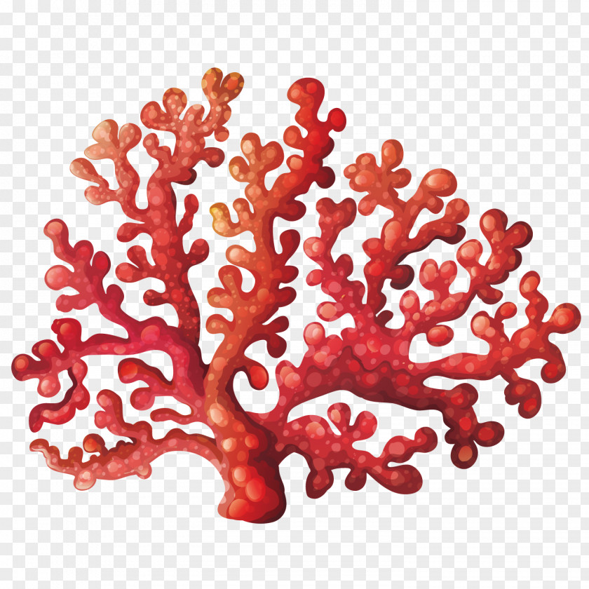 Vector Coral Flower Reef Royalty-free Clip Art PNG
