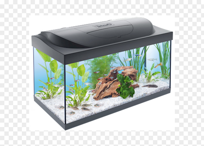 Aquarium Plant Filters Tetra Fishkeeping GloFish PNG