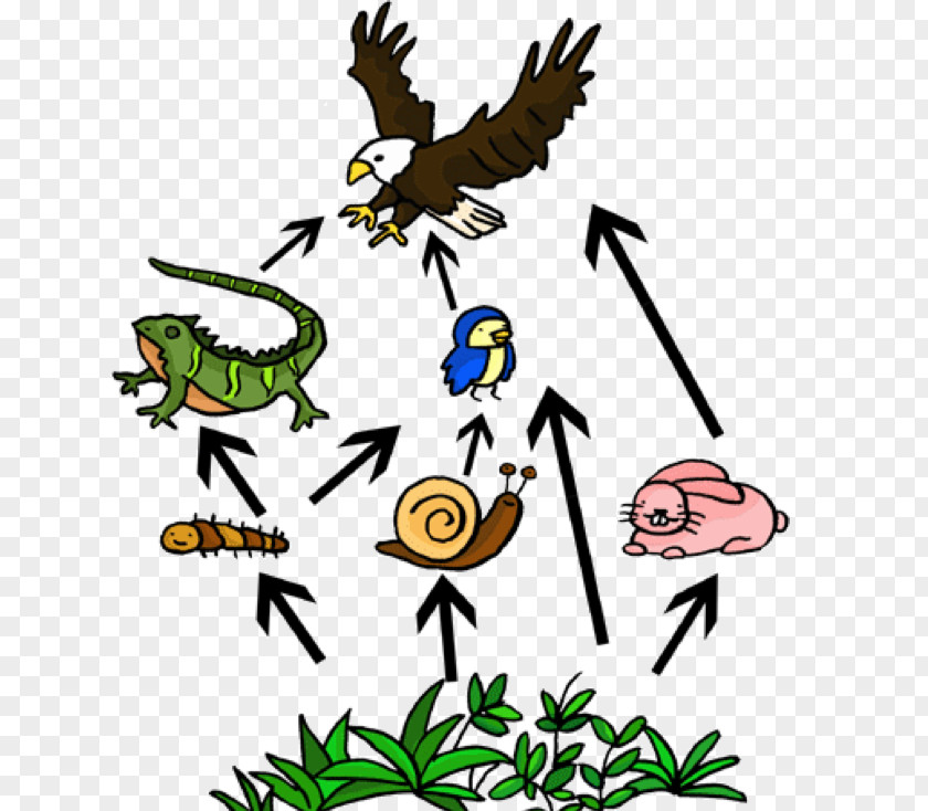 Arctic Food Web Chain Clip Art PNG