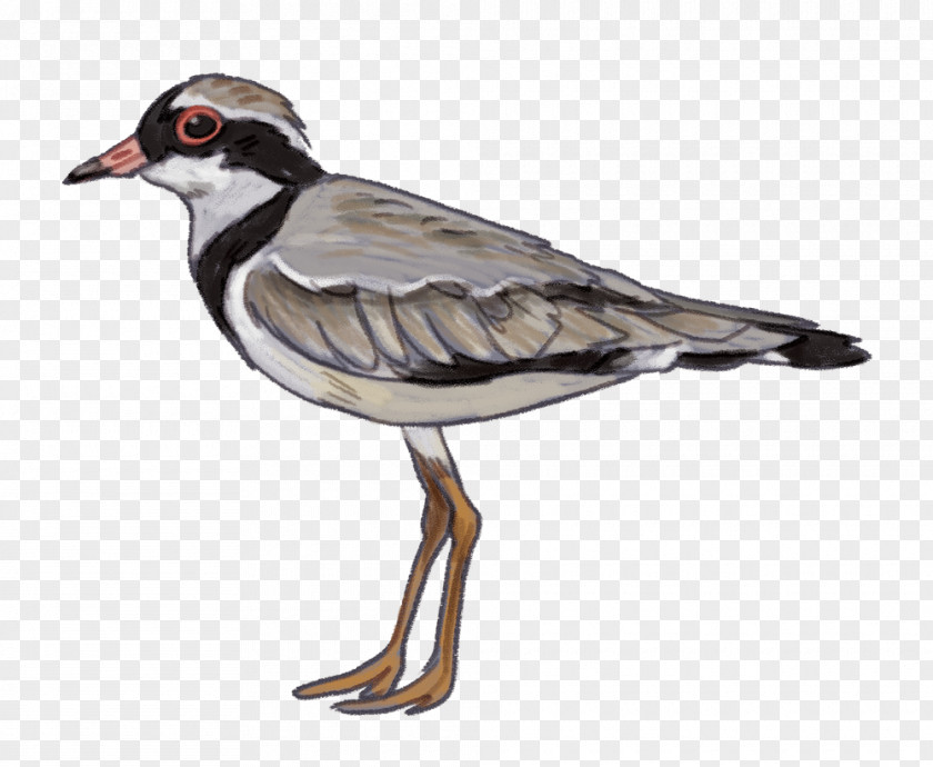 Bird Water Goose Waterfowl Ducks PNG