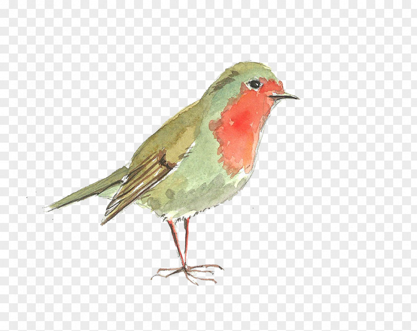 Cute Bird Computer File PNG