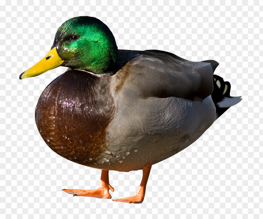 Duck American Pekin Clip Art Transparency PNG