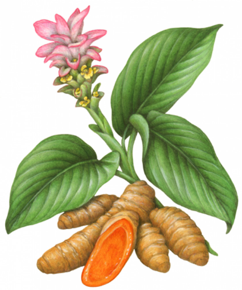 Ginger Turmeric Plant Herb Botanical Illustration PNG
