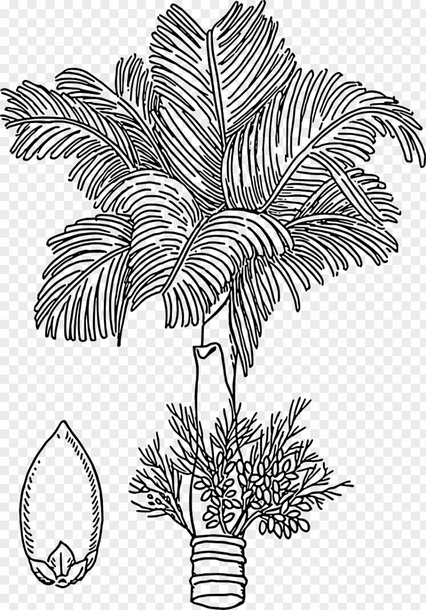 Hops Barley Areca Palm Nut Drawing Arecaceae PNG