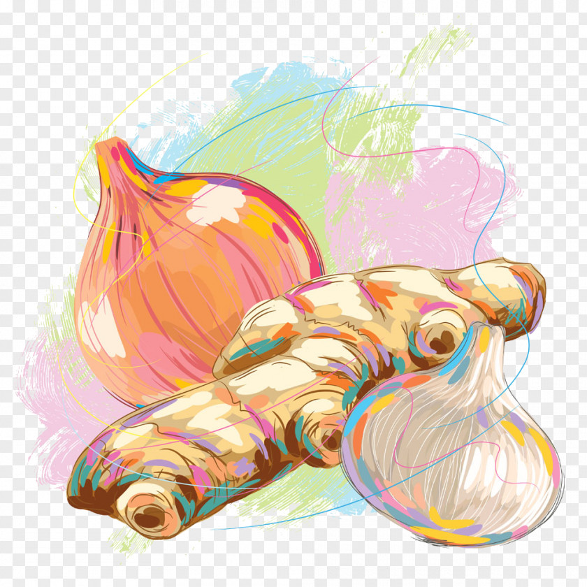 Onion Ginger Illustration PNG