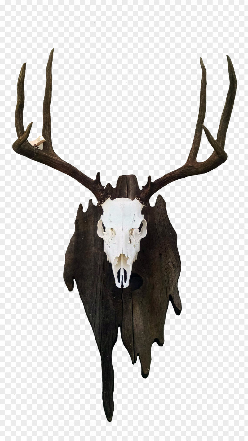 Reindeer Trophy Hunting Horn Elk Bone PNG