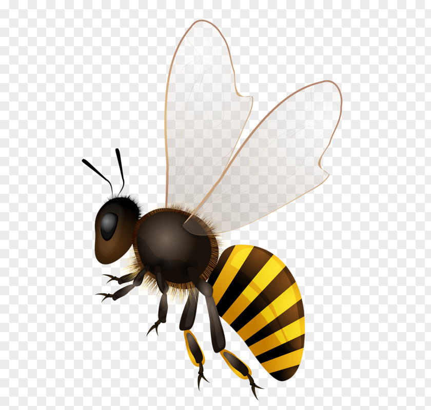 Bees Honey Bee Stock Photography PNG