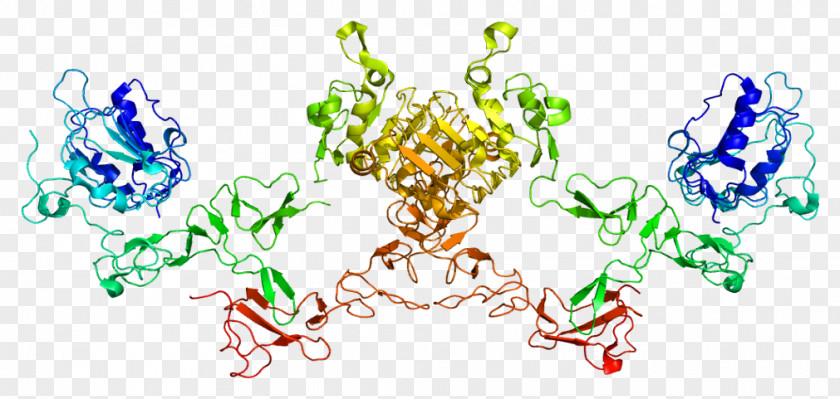 ERBB4 HER2/neu Protein Kinase PNG