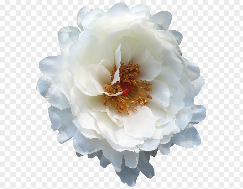 Peony PNG