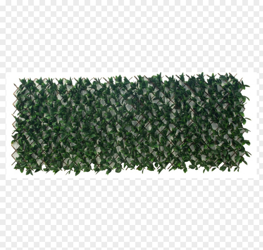 Tree Hedge Evergreen PNG