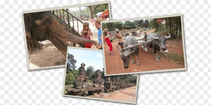 Angkor Wat Recreation Elephant Mammoth PNG