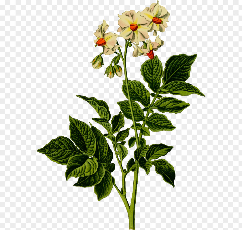 Flowering Clipart Baked Potato Plant Food Vine Clip Art PNG