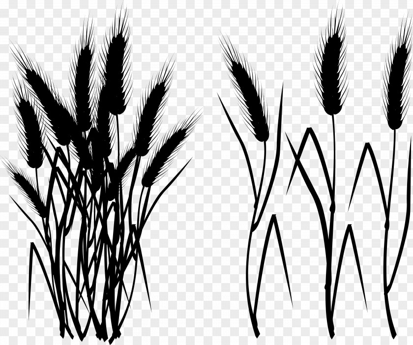 Grasses Eyebrow Font Plant Stem Branching PNG