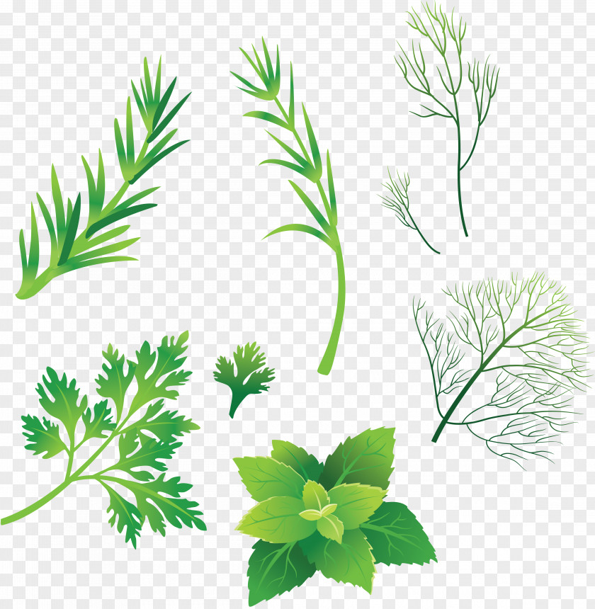 Peppermint Drawing Herb Download Clip Art PNG