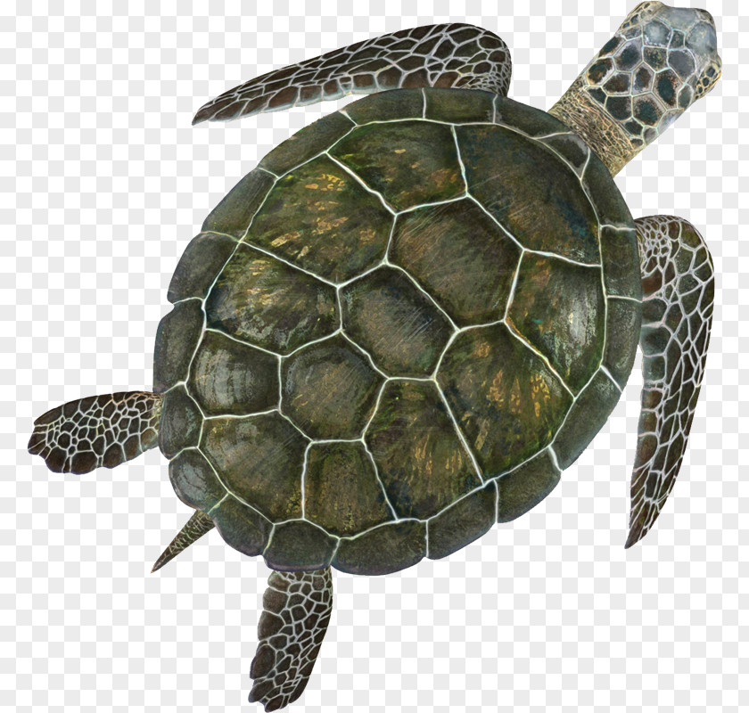 Tortoide Green Sea Turtle Reptile PNG