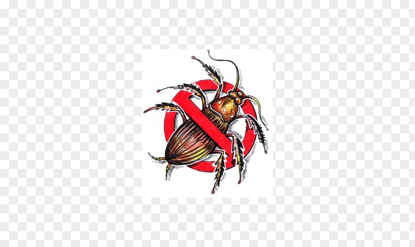 American Cockroach Pest Control Insect PNG