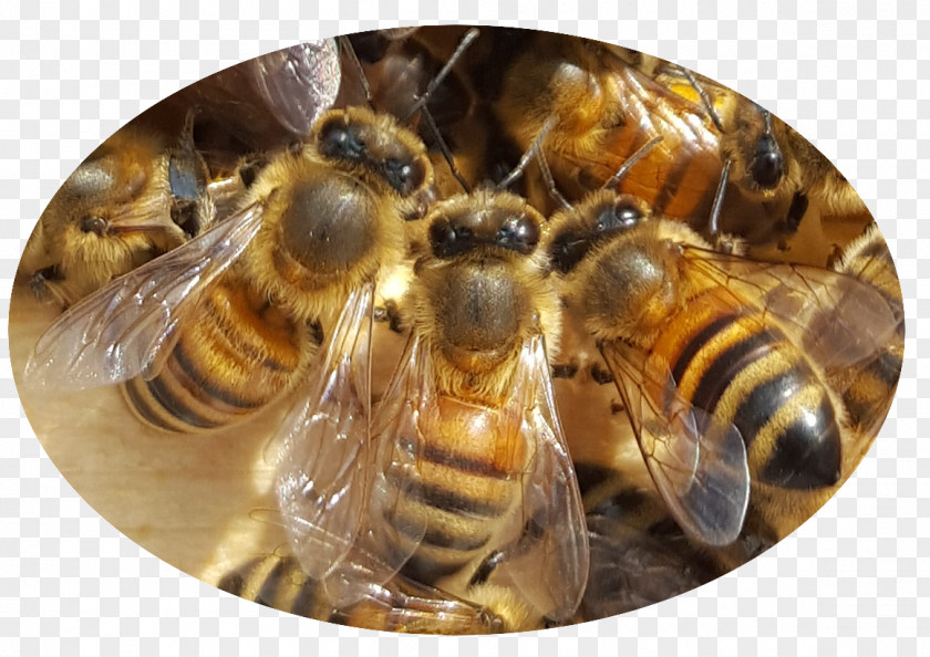 Bee Honey PNG