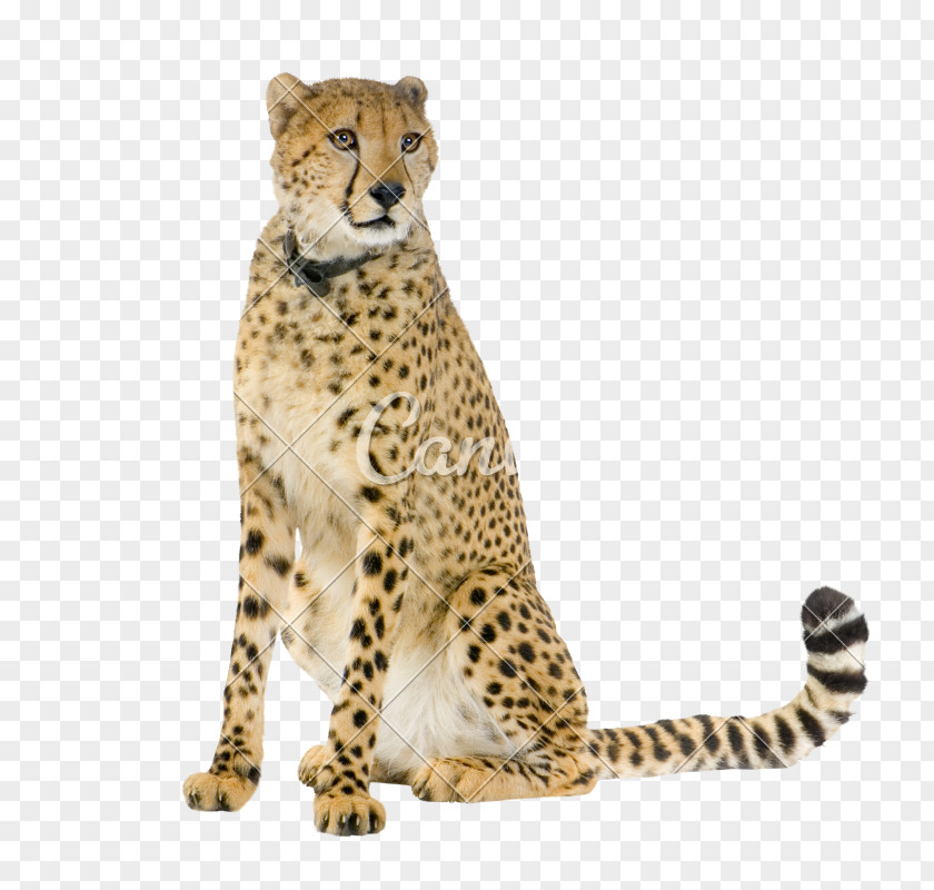 Cheetah Leopard Stock Photography Wildlife PNG