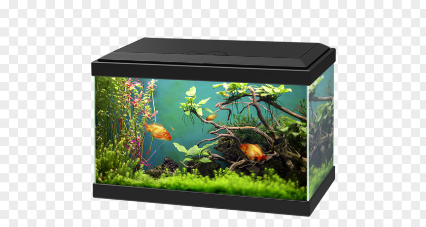 Fish Tank Aquariums Goldfish Fishkeeping Ciano Aqua PNG