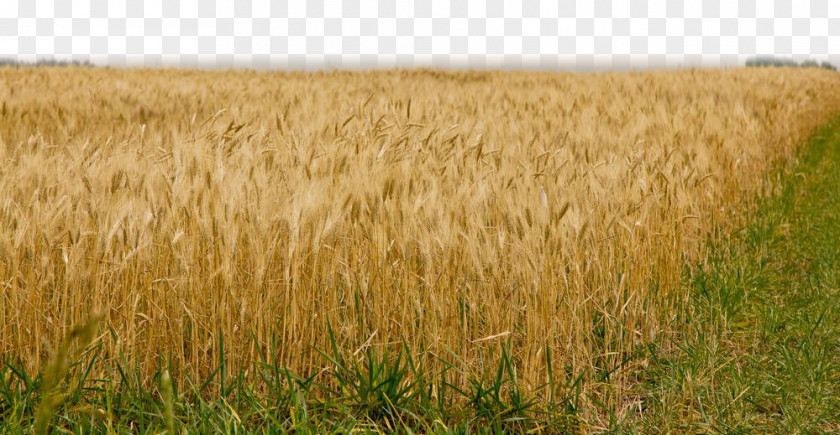 Gold Field Barley Triticale Fields Of Beneath Prairie Skies: Canadian Historical Brides Harvest Rye PNG