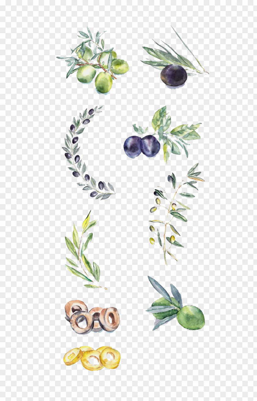 Hand-painted Olive Watercolor Painting Outside The Lines Drawing PNG