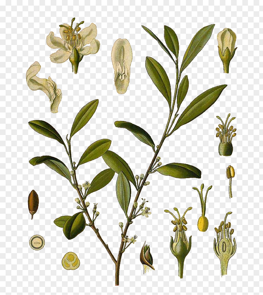 Plant Köhler's Medicinal Plants Erythroxylum Coca Novogranatense Tea PNG