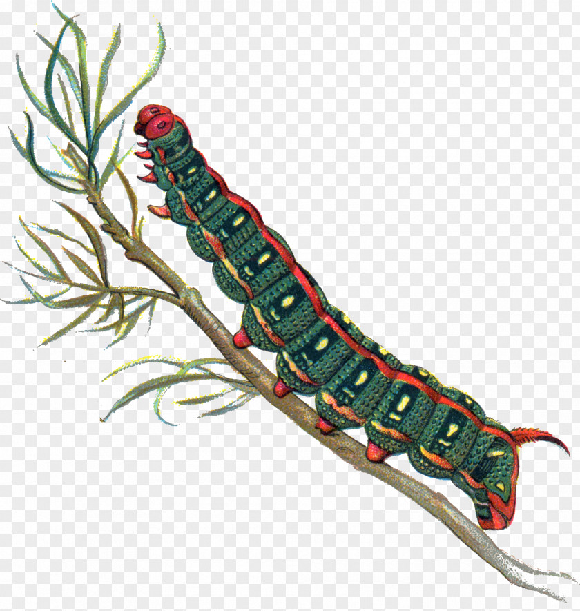 File Butterfly Insect Caterpillar Larva PNG