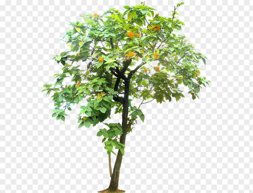 Tree Geiger Arecaceae PNG