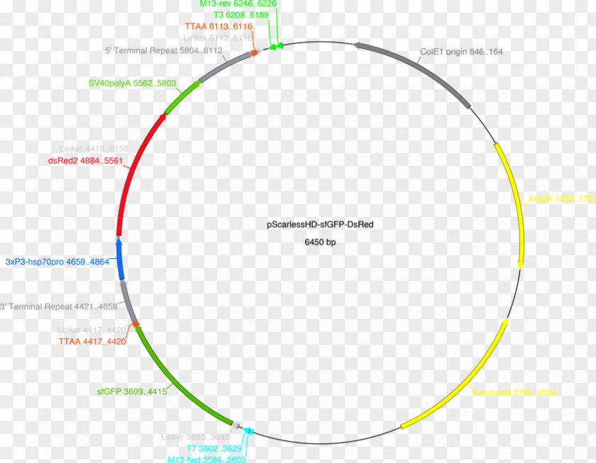 Angle Brand Product Design Green Diagram PNG