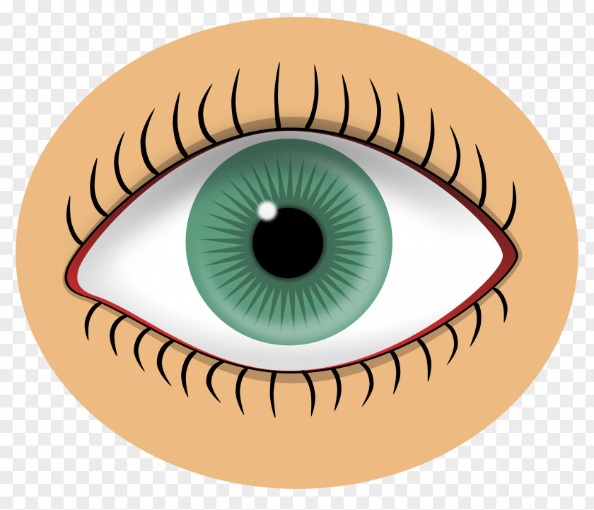Eyes Eye Color Iris Clip Art PNG