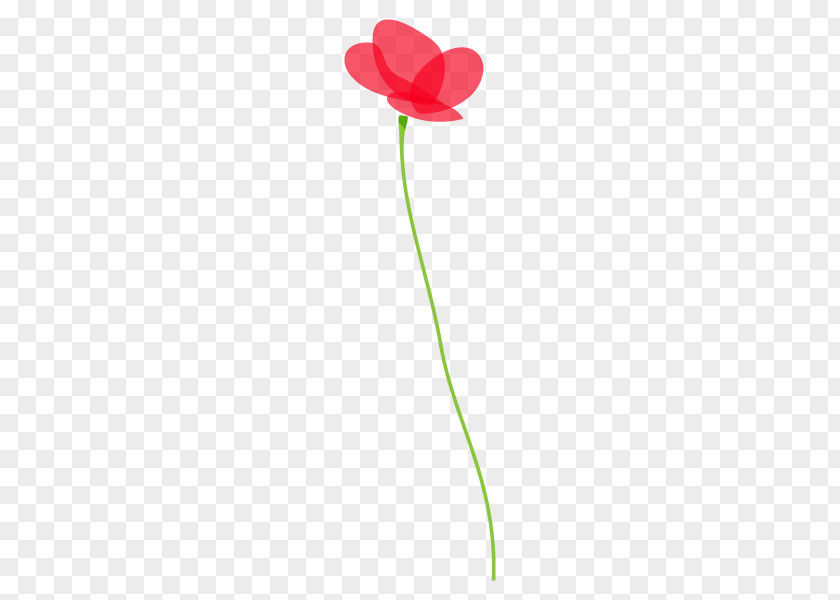 Illustration Plants Design Common Poppy Flower PNG