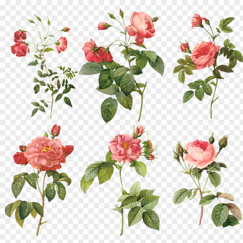Rose Branch Pierre-Joseph Redouté (1759-1840) Redouté's Roses Painting Illustration PNG