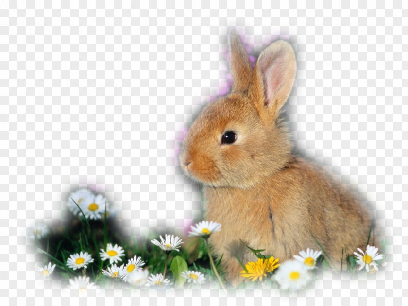 Satin Domestic Rabbit Holland Lop Rex Mini PNG
