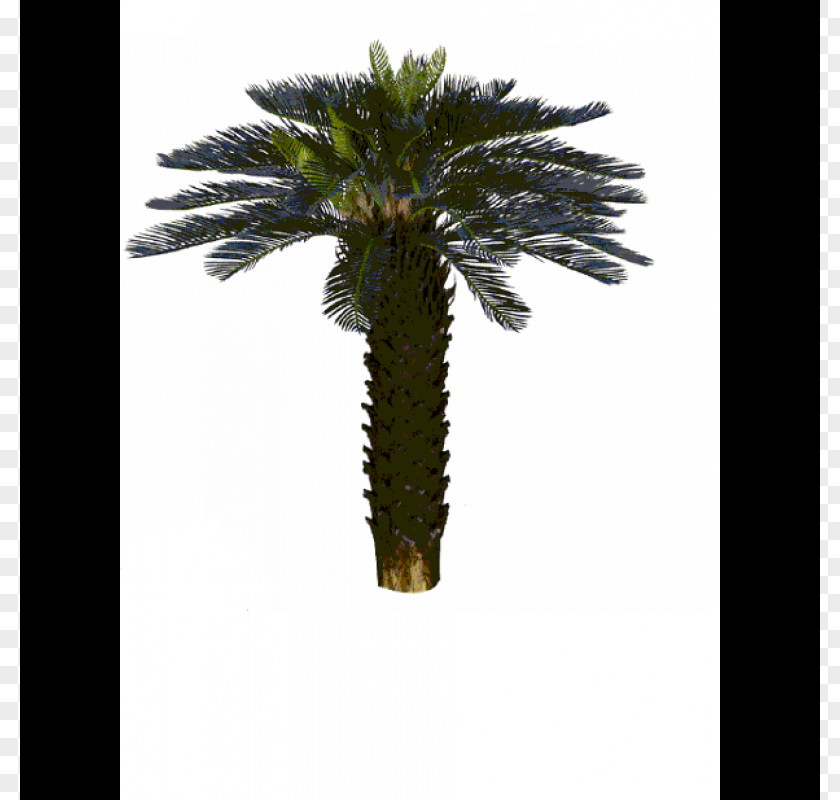 Tree Asian Palmyra Palm Trachycarpus Fortunei Arecaceae Coconut PNG