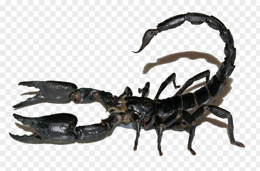 Real Black Poisonous Scorpion Sting Heterometrus Spinifer Poison PNG