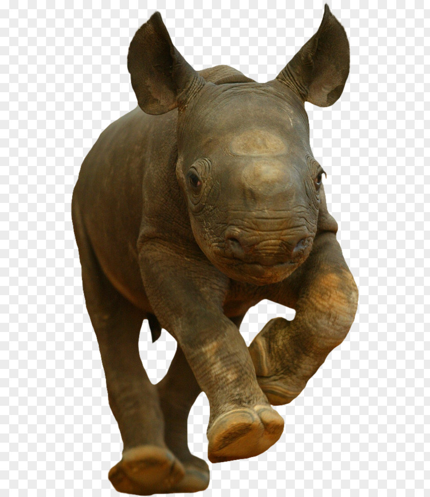 Rhino Rhinoceros Hippopotamus Tiger Kitten Baby Rhinos PNG